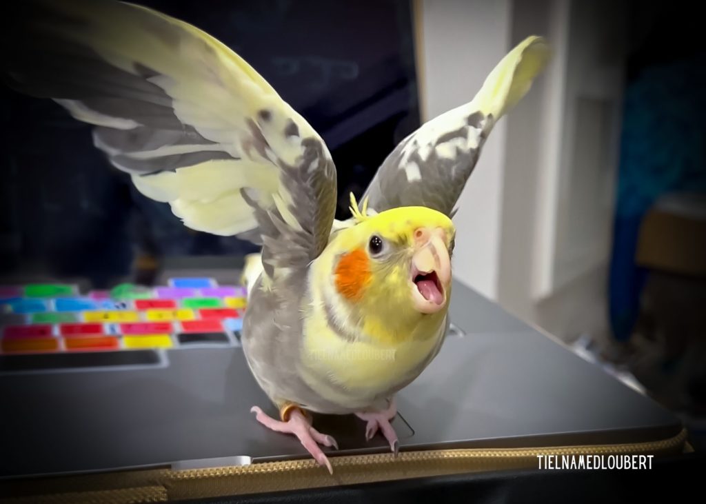 TielNamedLoubert Angry Cockatiel Being Territorial Loubert the Cockatiel