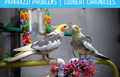 Paparazzi Problems | Loubert Chronicles