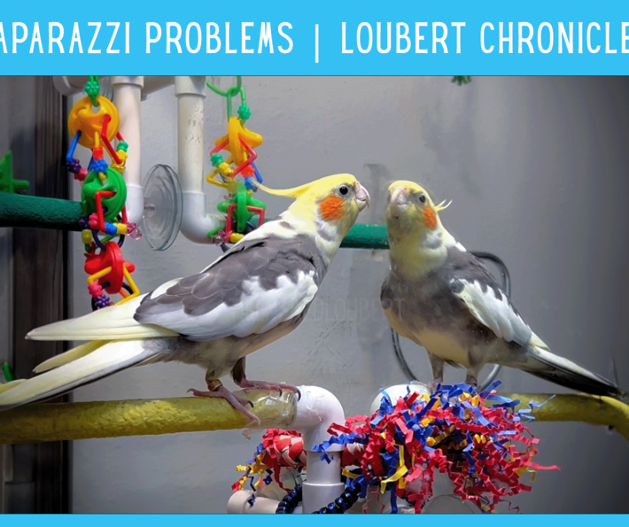 Paparazzi Problems | Loubert Chronicles