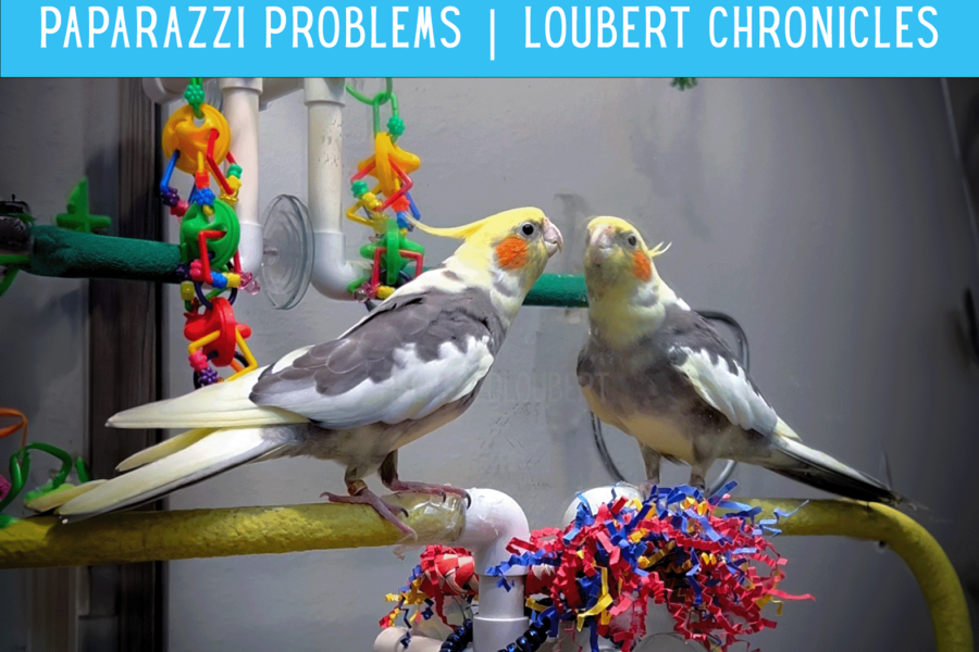 Paparazzi Problems | Loubert Chronicles