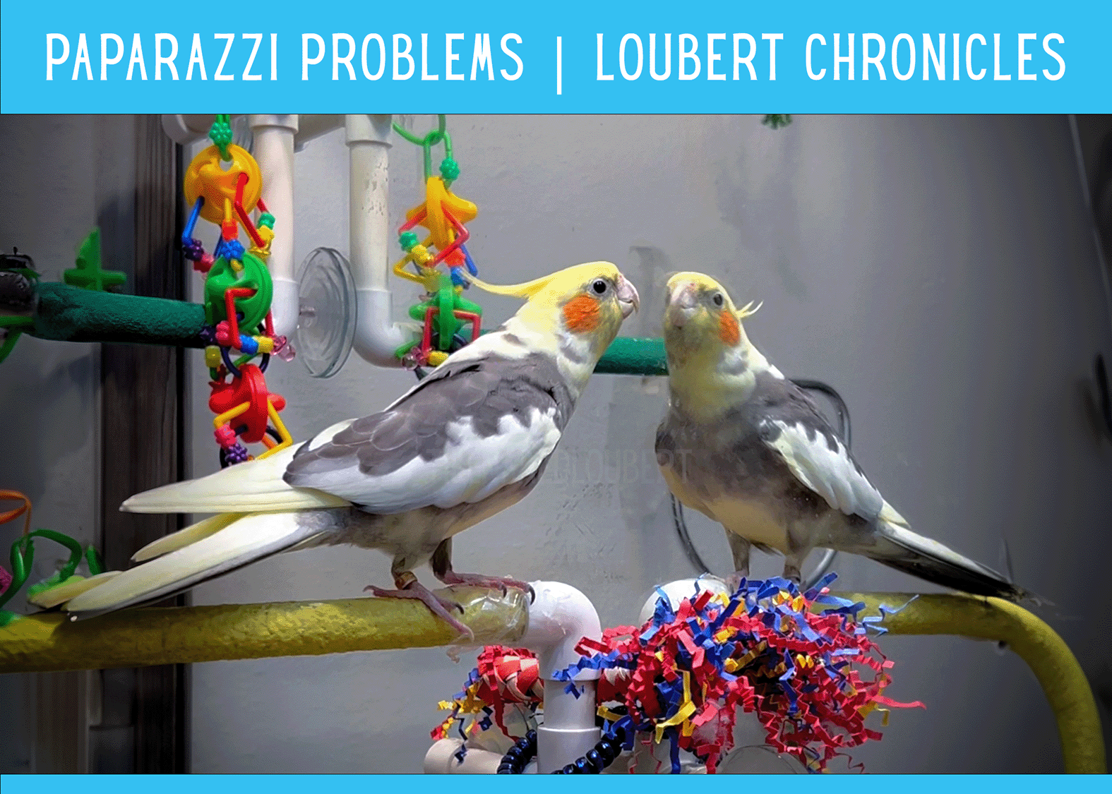 Paparazzi Problems | Loubert Chronicles