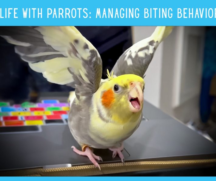 Life with Parrots: Biting Behaviors