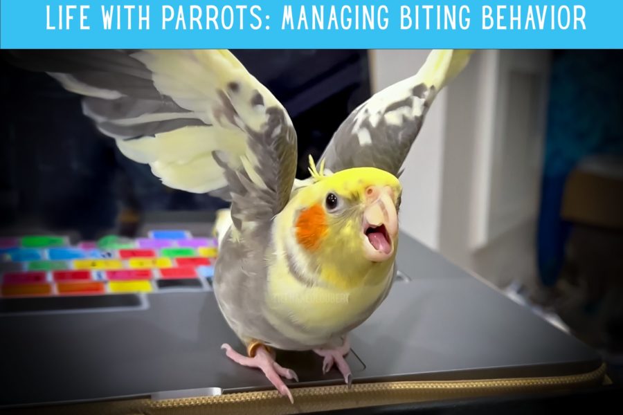 Life with Parrots: Biting Behaviors