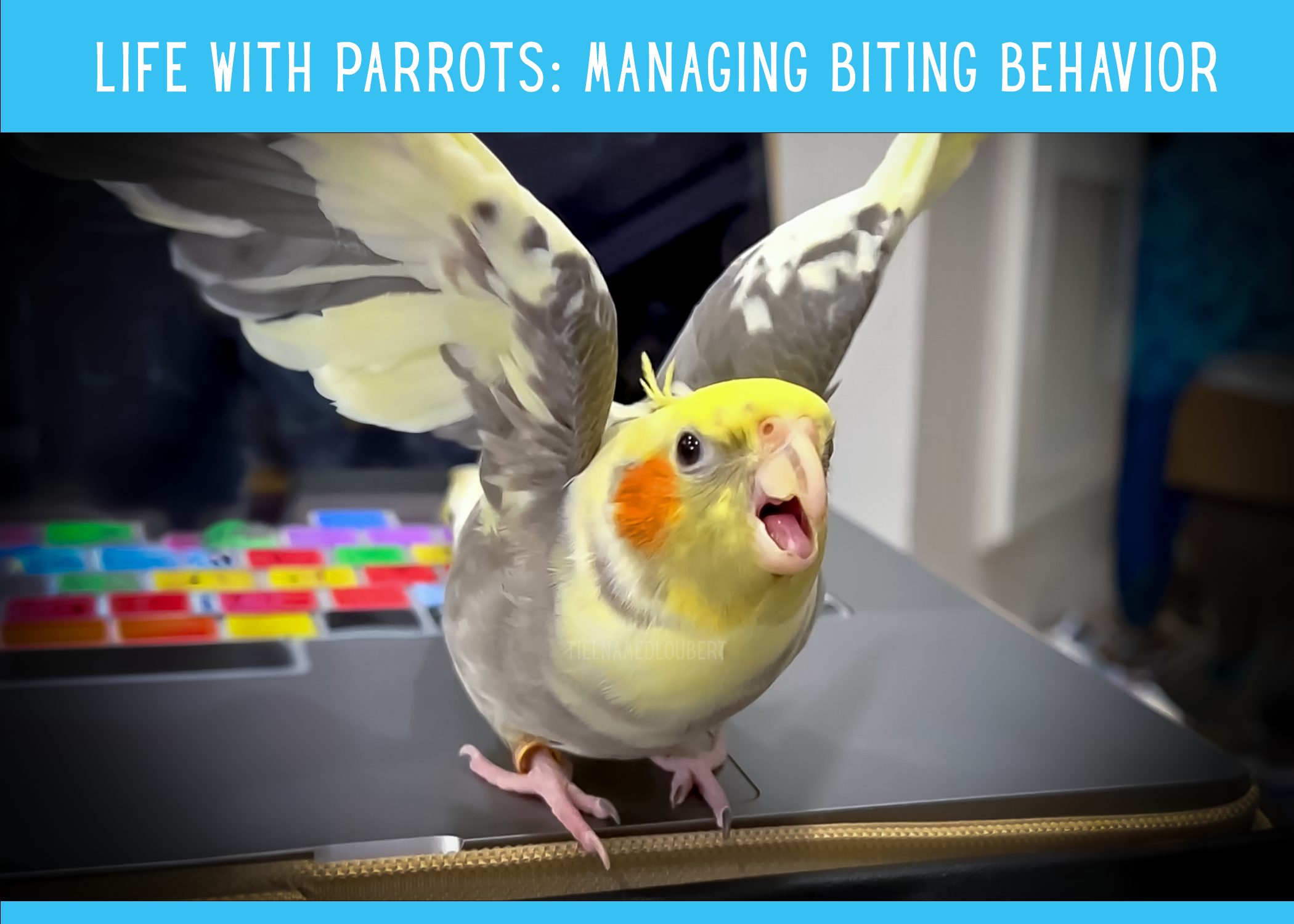 Life with Parrots: Biting Behaviors