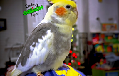 Loubert the Lovable Grinch Tiel | Poem