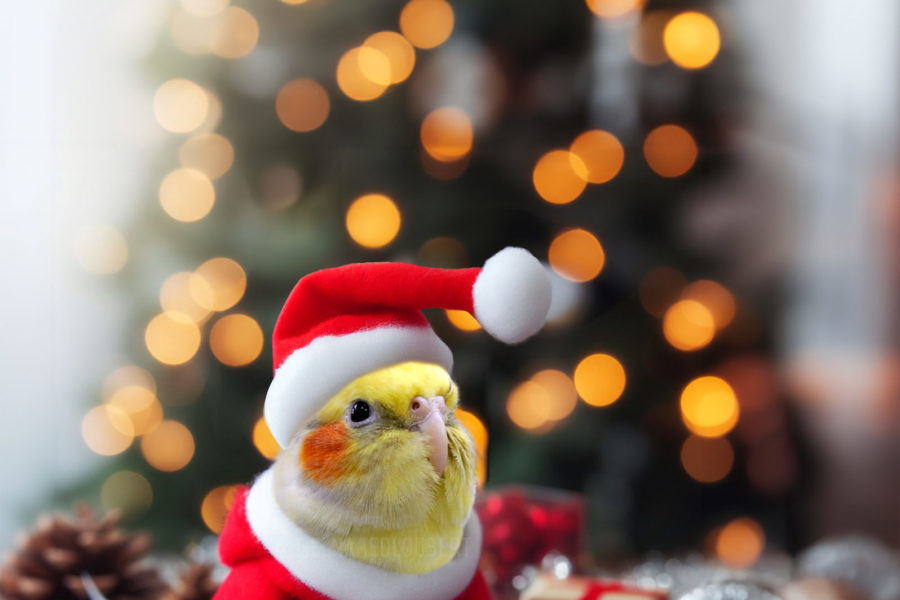 Cockatiel’s Christmas Eve Poem