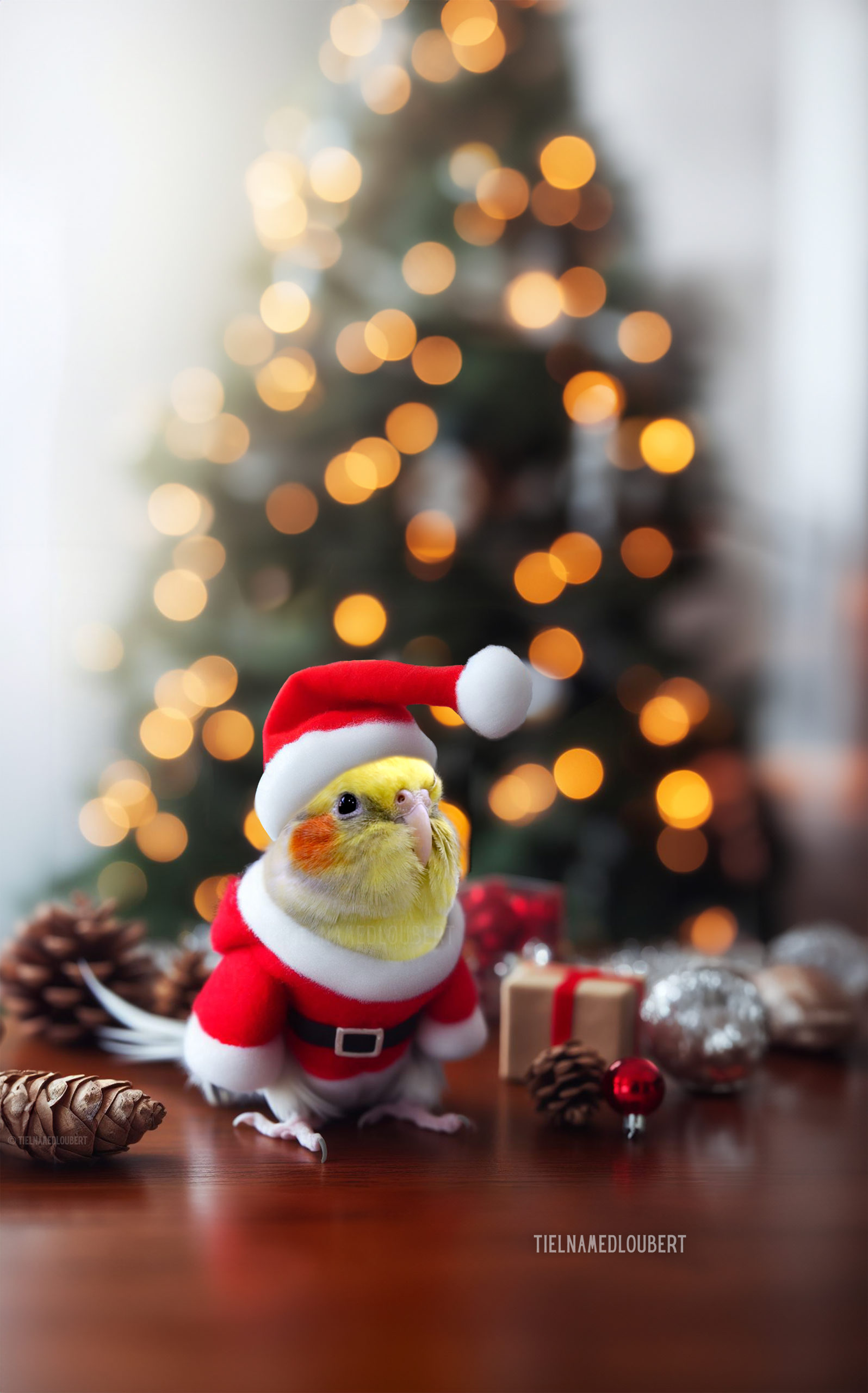 Cockatiel Christmas Poem | Twas The Night Before Christmas, And All Thorugh the Nest