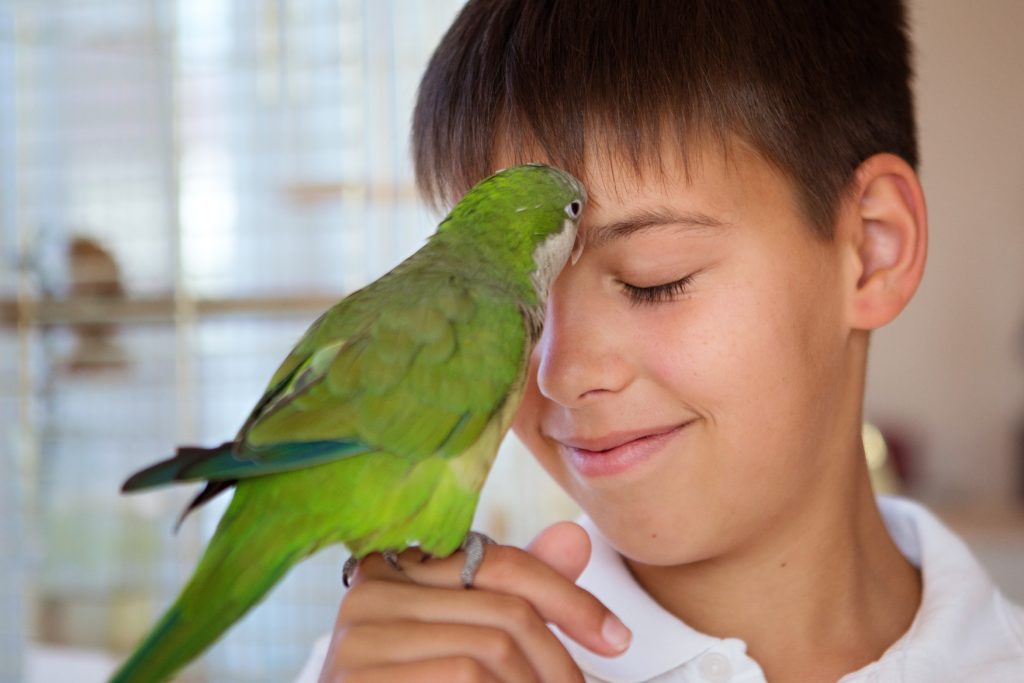 Challenges and Joys of Living with Parrots - Child playing with Monk Parakeet Parrot 