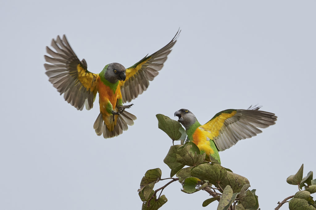 Wild Instincts of Parrots Kept as Pets - Senegal Parrots in the Wild